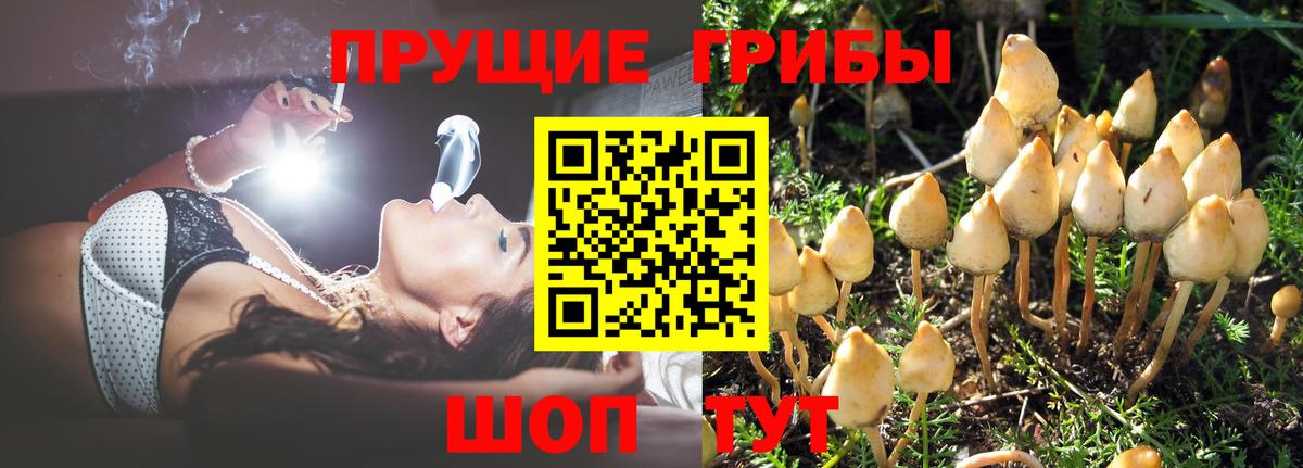 Псилоцибиновые грибы Psilocybine cubensis  Вход с VPN  Саров  Галлюциногенные грибы мухоморы 