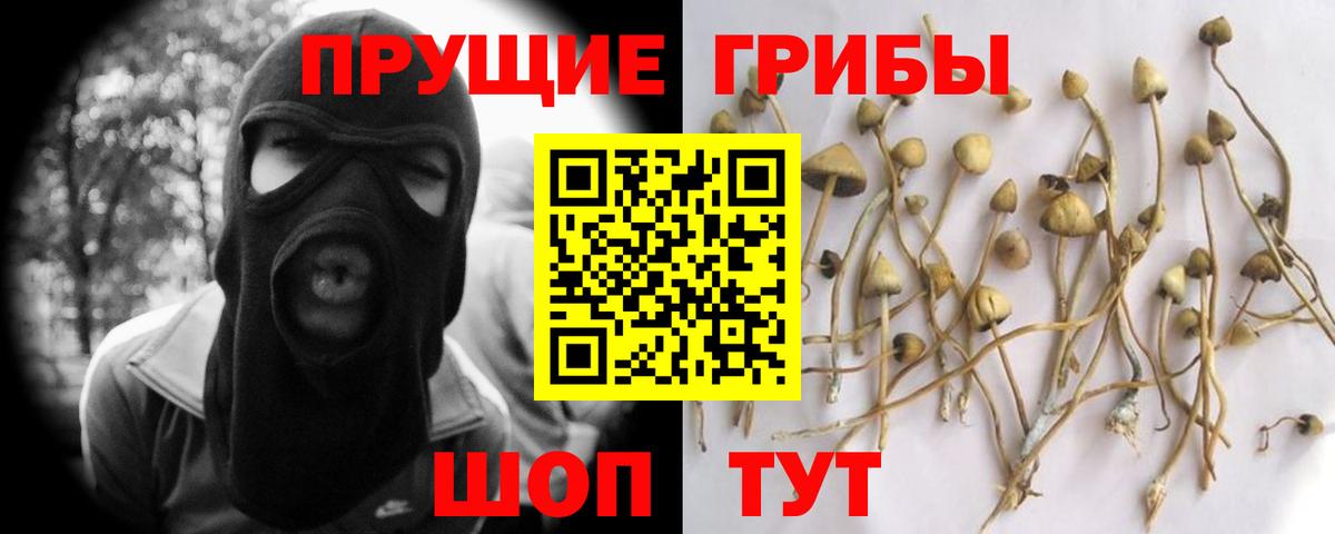 Псилоцибиновые грибы Psilocybe Саров